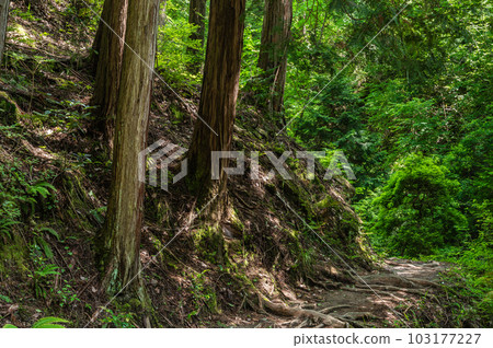 Fumin no Mori Hoshida Enchi Hiking Course Katano City, Osaka Prefecture 103177227