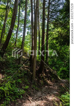 Fumin no Mori Hoshida Enchi Hiking Course Katano City, Osaka Prefecture Fumin no Mori Hoshida Enchi Hiking Course Katano City, Osaka Prefecture 103177229