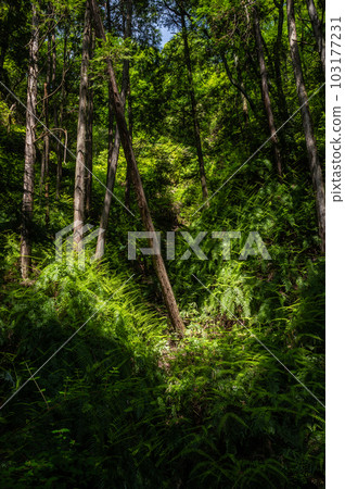 市民之森星田圓地：大阪府交野市山林中生長的蕨類植物 103177231