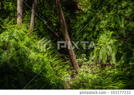 市民之森星田圓地：大阪府交野市山林中生長的蕨類植物 103177232