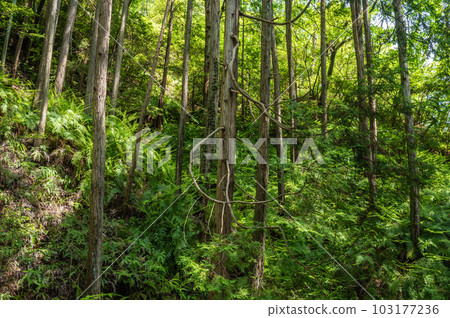 Fumin-no-Mori Hoshida Enchi 大阪府交野市的清新綠色森林 103177236