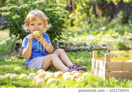Child boy eating ripe apple sitting on a lawn in the garden 103178034