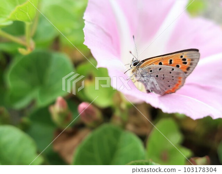Bindweed and small copper blooming on the coast Bindweed and small copper blooming on the coast 103178304
