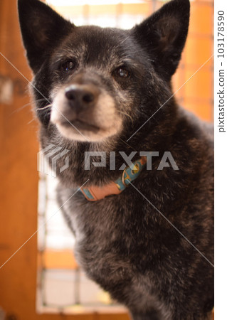 看照相機的混合的品種狗 103178590