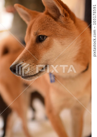 柴犬的美麗側面 103178591