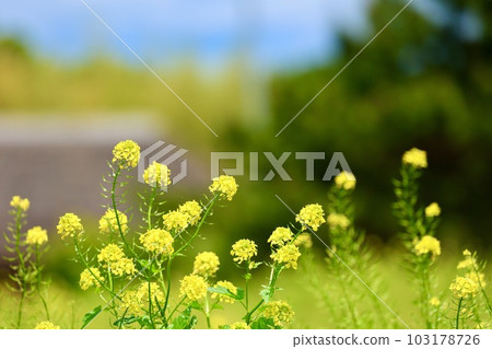 強姦開花 強姦開花 103178726