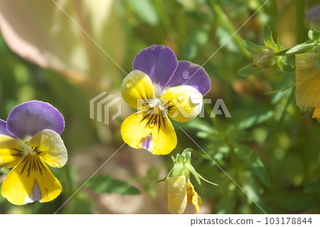 Multicolor flowers of pansies and violas wet with morning dew Multicolor flowers of pansies and violas wet with morning dew 103178844
