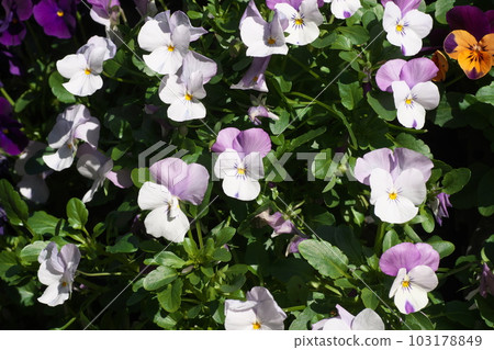 Double color flowers of pansies and violas in full bloom 103178849