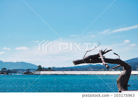 Blue Sky and Dragon Pine, Iwaizaki, Kesennuma City, Miyagi Prefecture Blue Sky and Dragon Pine, Iwaizaki, Kesennuma City, Miyagi Prefecture 103178963