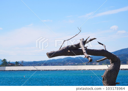 Blue Sky and Dragon Pine, Iwaizaki, Kesennuma City, Miyagi Prefecture Blue Sky and Dragon Pine, Iwaizaki, Kesennuma City, Miyagi Prefecture 103178964