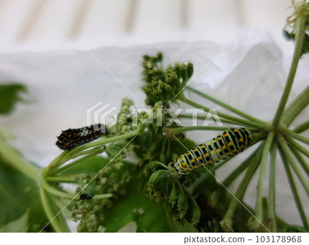 Swallowtail butterfly Swallowtail butterfly Swallowtail butterfly Butterfly butterfly Swallowtail butterfly Swallowtail butterfly Swallowtail butterfly Butterfly butterfly 103178968