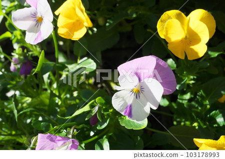 Pansies and violas in full bloom with multiple colors (pale purple/orange) Pansies and violas in full bloom with multiple colors (pale purple/orange) 103178993