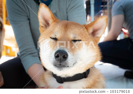 閉著眼睛的柴犬 閉著眼睛的柴犬 103179018