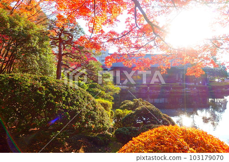 Maple autumn leaves yellow leaves Maple autumn leaves yellow leaves 103179070