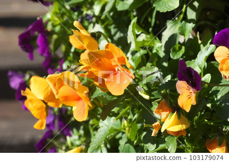 Orange flowers of pansies and violas in full bloom Orange flowers of pansies and violas in full bloom 103179074