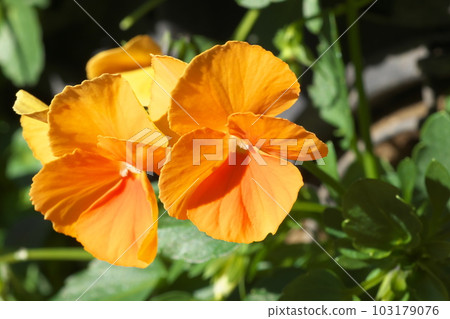 Orange flower of pansy viola [close-up] 103179076