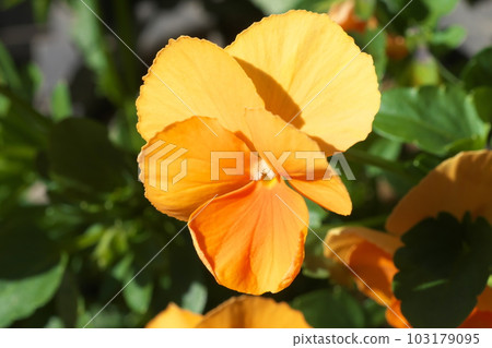Orange flower of pansy viola [close-up] 103179095