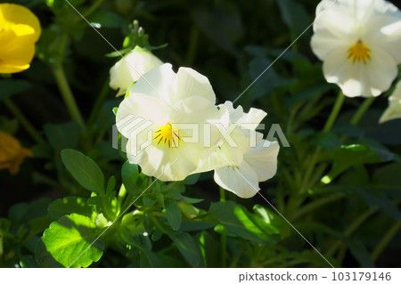 Pansy and viola white flowers [green background] 103179146