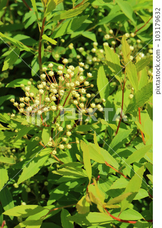 Double flowering kodemari flower bud Double flowering kodemari flower bud 103179632