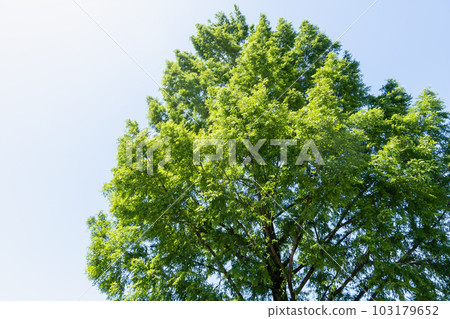 fresh green conifers 103179652
