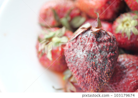 Mold on Strawberries