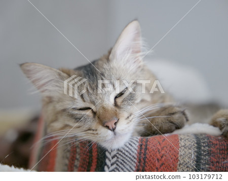 sleeping cat 005 sleeping cat 005 103179712