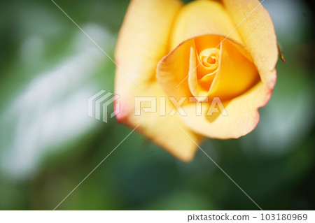 Orange rose old lens 103180969