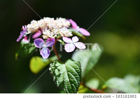 阿馬查花 103181001