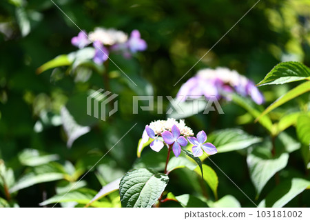 Amacha flowers Amacha flowers 103181002