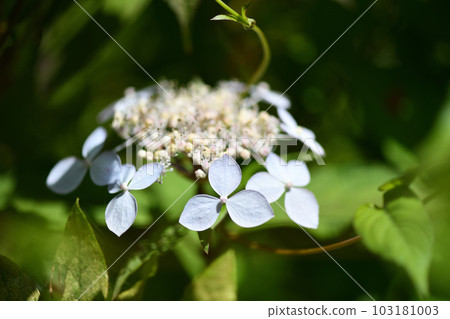 Amacha flowers Amacha flowers 103181003