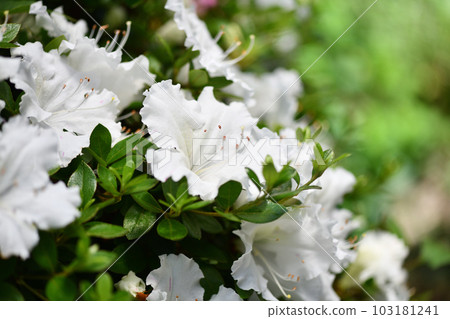 盛開的白色五月杜鵑花 盛開的白色五月杜鵑花 103181241