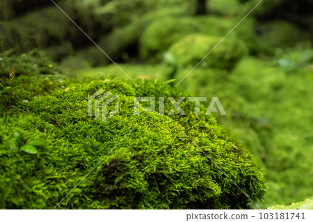 Moss and fern style plants proliferate grow cover stump the forest floor in the garden Moss and fern style plants proliferate grow cover stump the forest floor in the garden 103181741