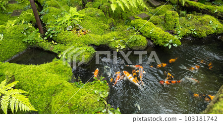 Moss and fern style plants proliferate grow cover stump the forest floor in the garden 103181742