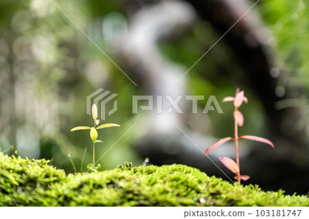 Moss and fern style plants proliferate grow cover stump the forest floor in the garden 103181747