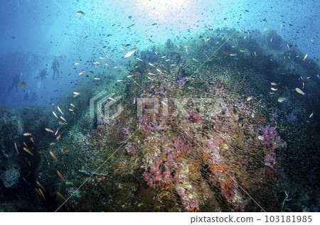 Shoal of fish and silhouette of a diver (Similan, Thailand).1 103181985