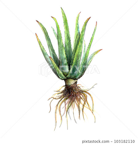 Watercolor botanical drawing of aloe vera whole plant with stems and leaves and roots on white background. Realistic detailed picture for illustration, stickers, cards, textile printing, banners, book 103182110