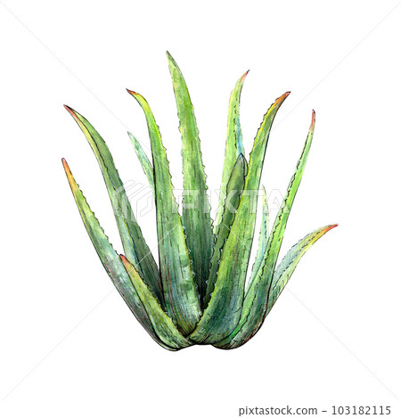 Watercolor botanical drawing of aloe vera plant with stems and leaves on white background. Realistic detailed picture for illustration, stickers, cards, textile printing, banners, sketches, references 103182115