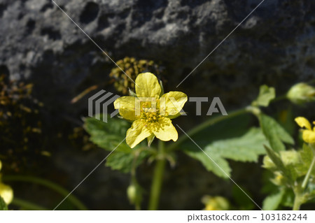 Waldsteinia 103182244