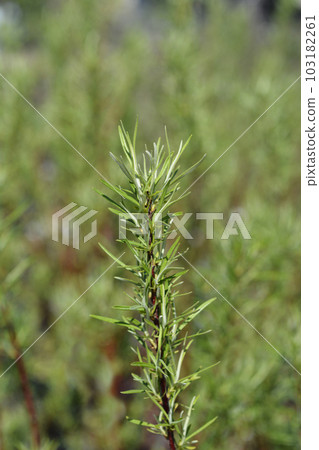Rosemary-leaved willow 103182261