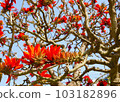 Flowers of Deigo 103182896