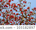 Flowers of Deigo 103182897