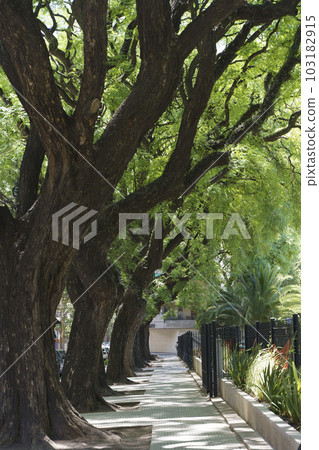 Tipuana tipu tree. Alley in the park with tropical trees 103182915