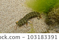 mantis shrimp in the tide pool 103183391