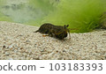 mantis shrimp in the tide pool 103183393