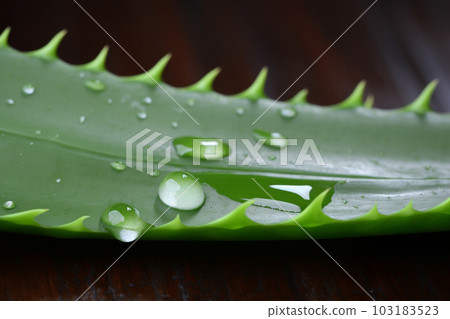 Aloe vera background. Created with generative Ai technology. 103183523