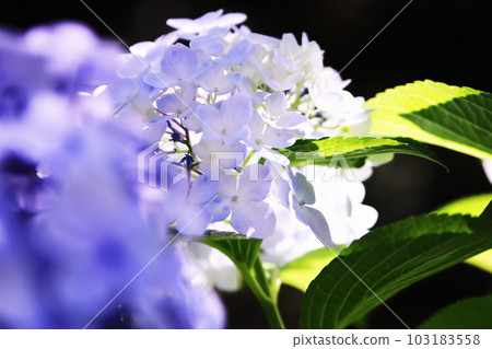 夏天美麗的繡球花 103183558