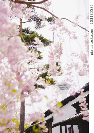 函館五棱郭公園的櫻花和五棱郭塔 103183585