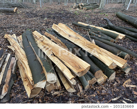 Heap of felled tree trunks and branches 103183669