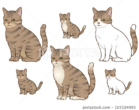 various tabby cats 103184993