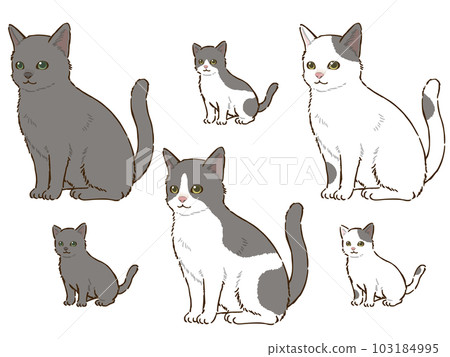 各種灰貓 103184995
